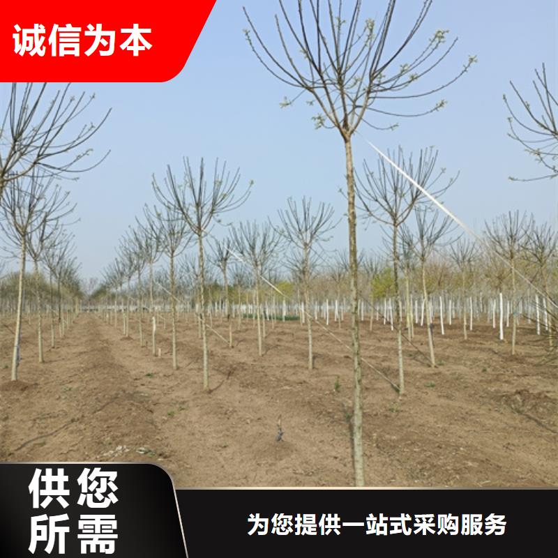 法桐生产经验丰富的厂家