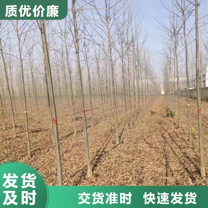 法桐精益求精