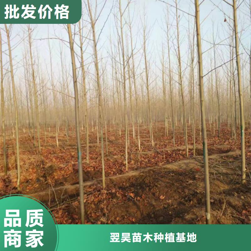 造型法桐-全国发货