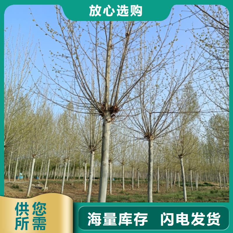 速生法桐大厂家选的放心