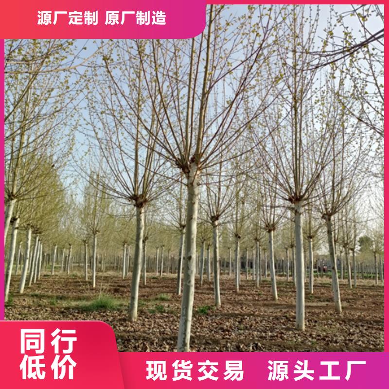 法桐_法桐生产厂家