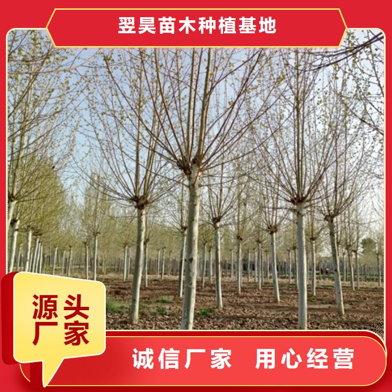 造型法桐价格资讯