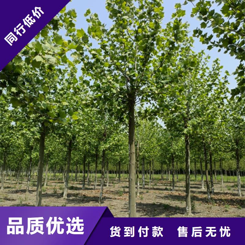 法桐,北京栾规格齐全实力厂家