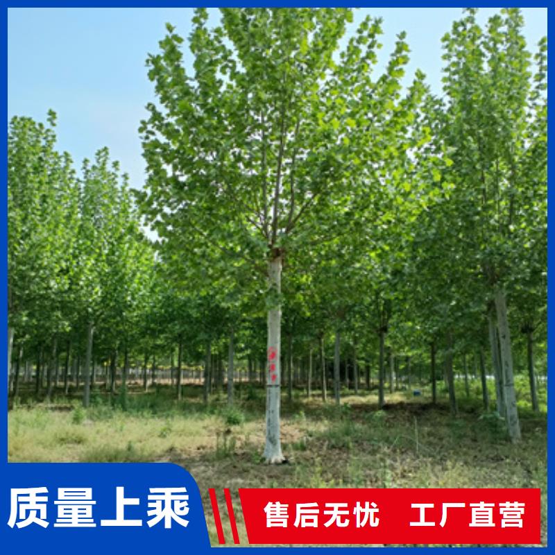 造型法桐优选厂家