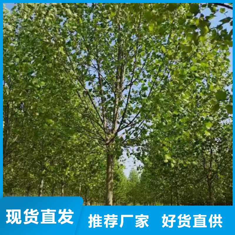 造型法桐品牌-报价_翌昊苗木种植基地