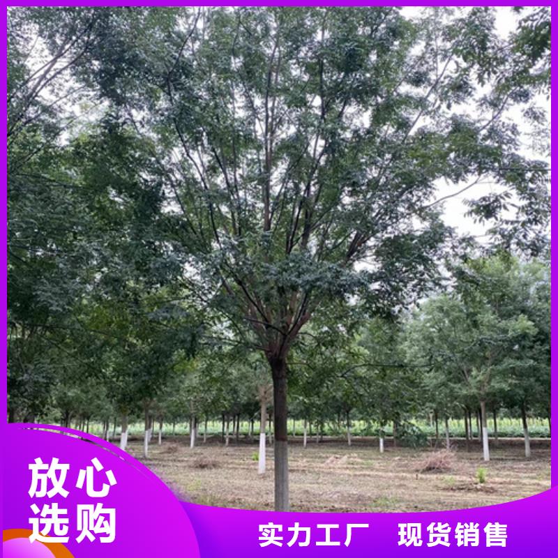 优质法桐小苗的厂家