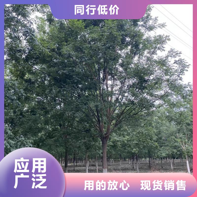 法桐国槐的简单介绍