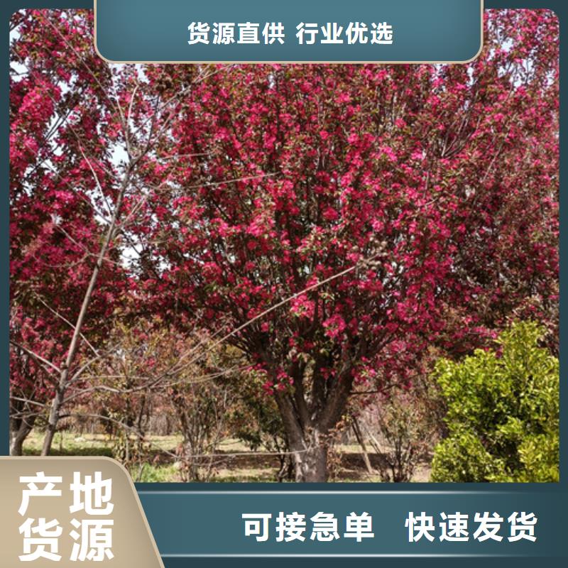法桐常年批发