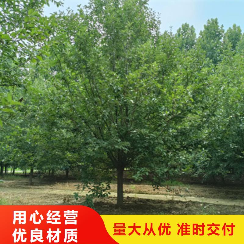 法桐-买贵可退