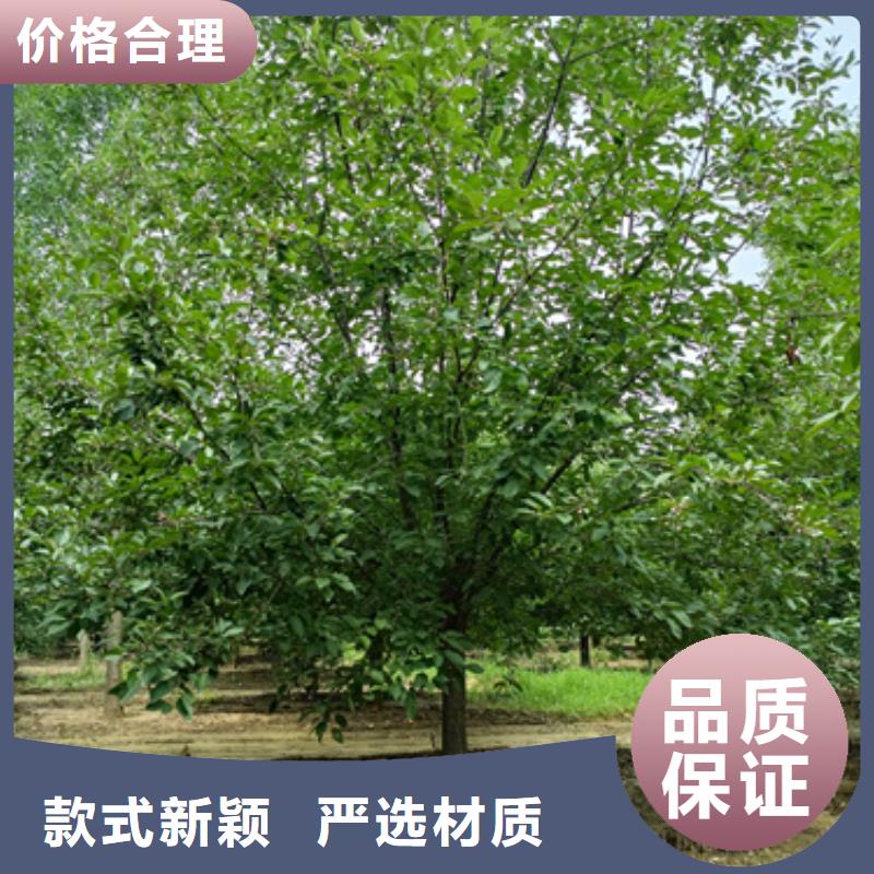 速生法桐现货供应绿化乔木