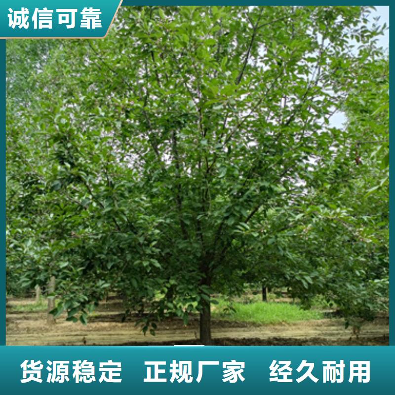 质优价廉的法桐小苗经销商