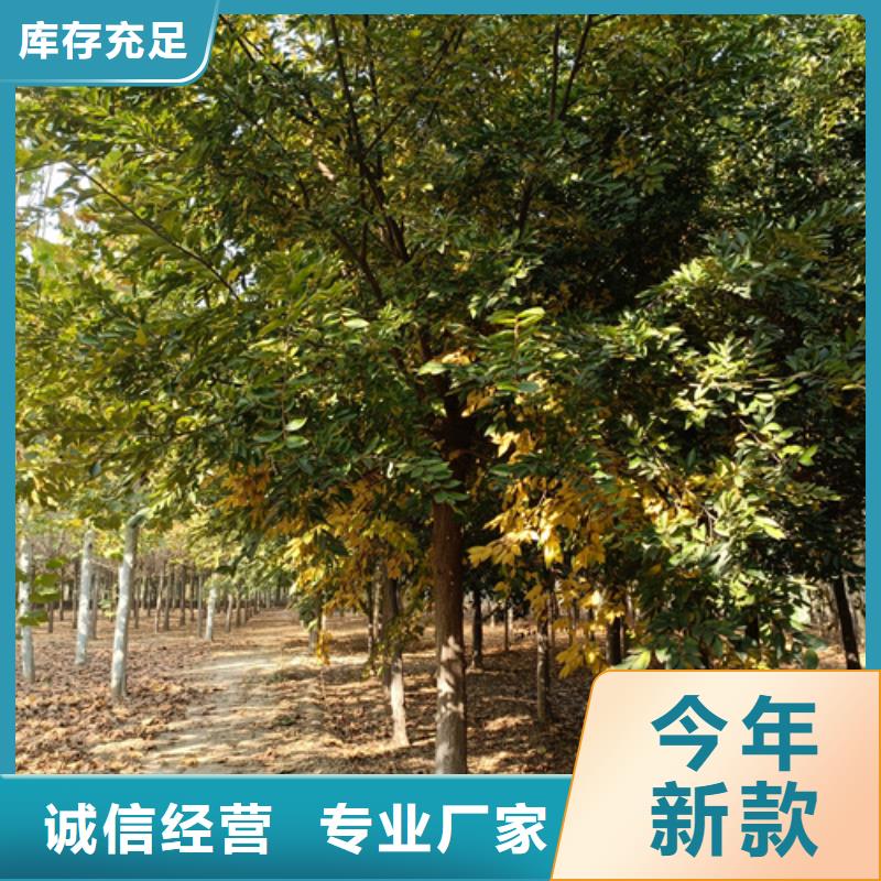 法桐大量供应厂家