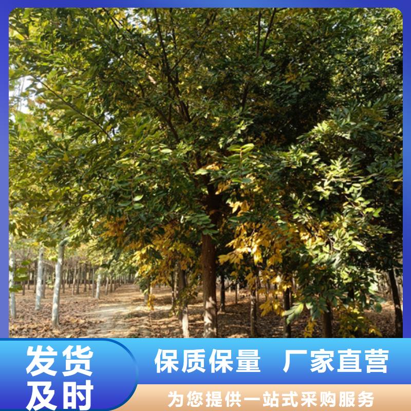 优选：速生法桐品牌厂家