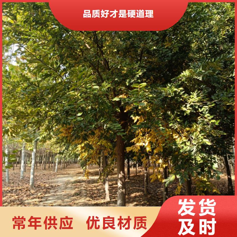 法桐,北京栾规格齐全实力厂家