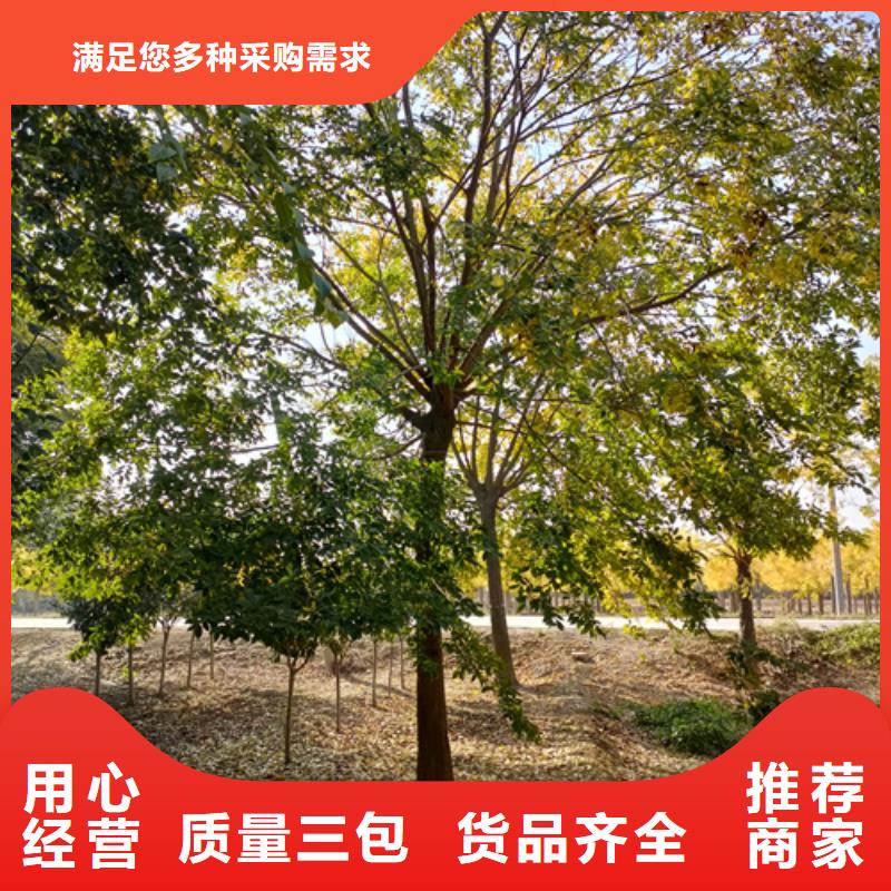 法桐小苗、法桐小苗厂家-质量保证