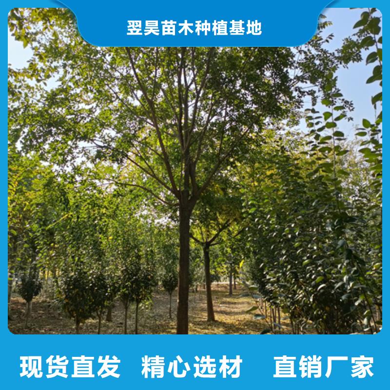 法桐小苗售后完善