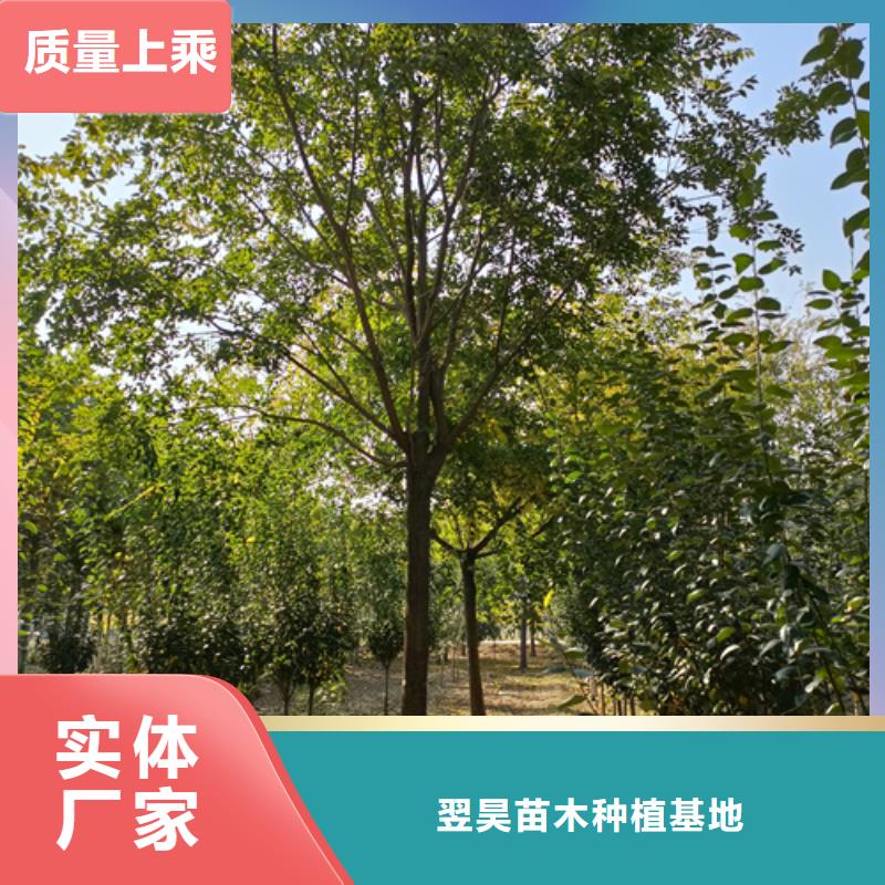 法桐-法桐高性价比