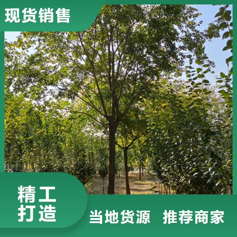 定制法桐_诚信企业
