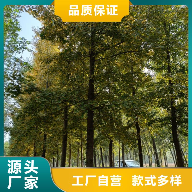 法桐价格承诺守信绿化苗木