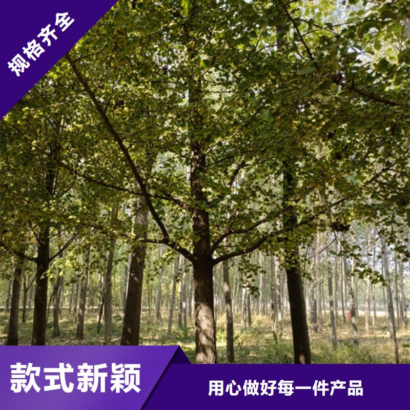 库存充足的法桐小苗厂家