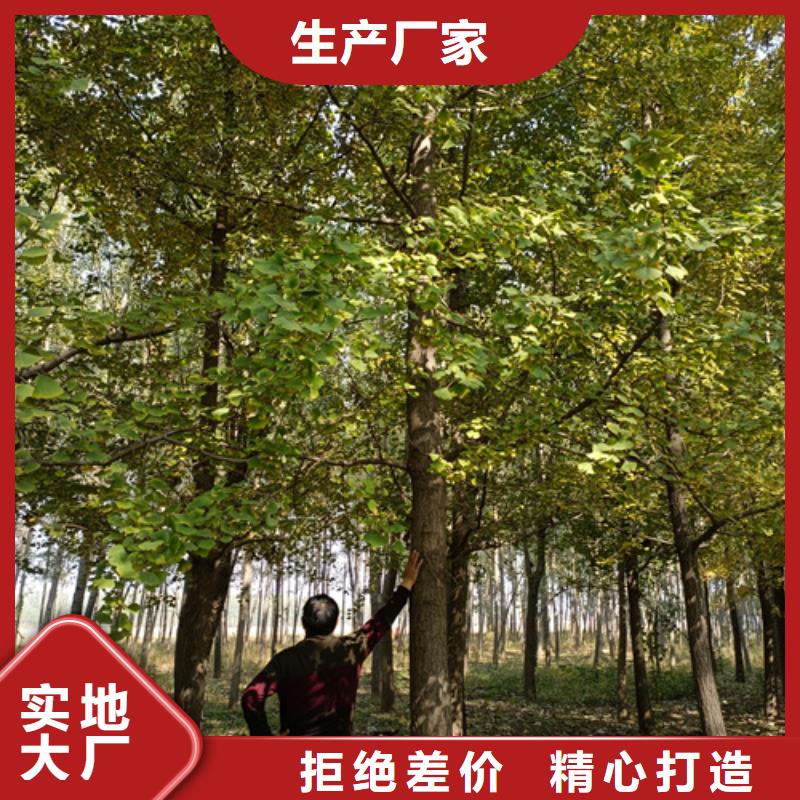 法桐款式多样