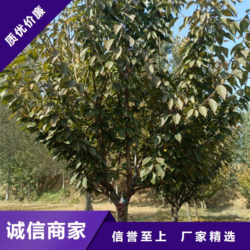 质量优的法桐现货厂家