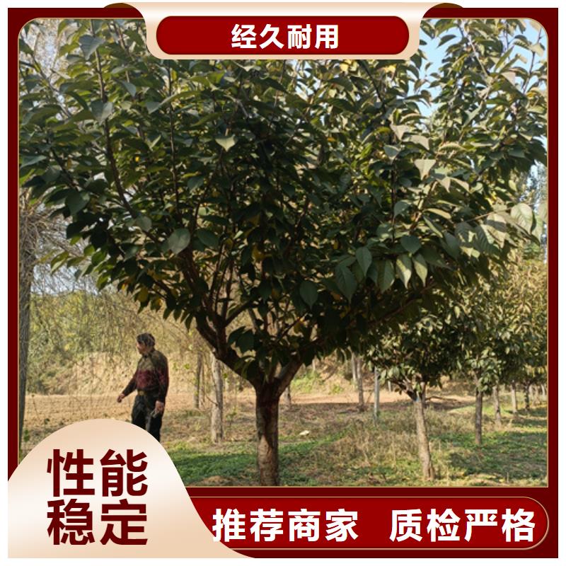 购买法桐小苗联系翌昊苗木种植基地
