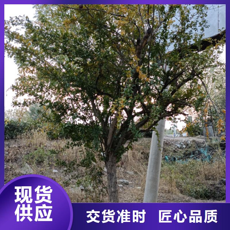 法桐价格实在的厂家