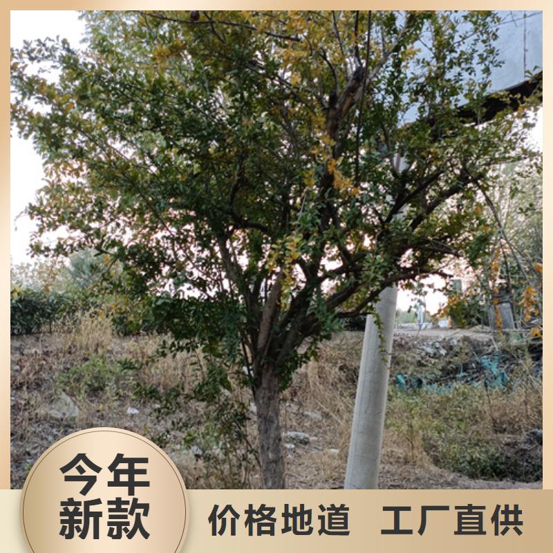 法桐种植基地绿化苗木