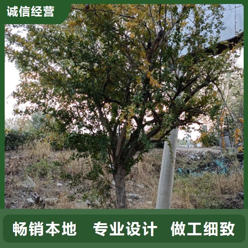 法桐货源充足绿化苗木