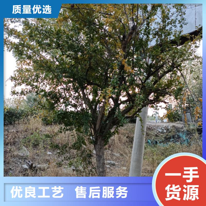 现货供应速生法桐_优质厂家