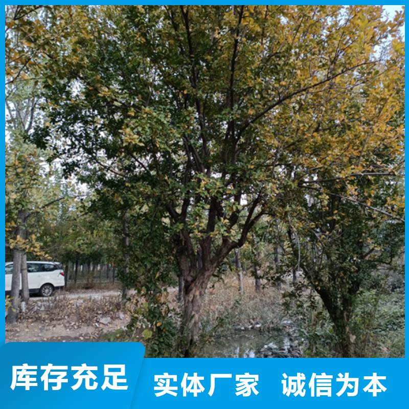 造型法桐生产厂家有样品