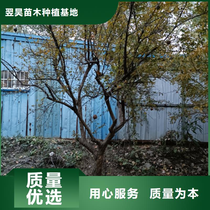 法桐,黄金槐放心选购