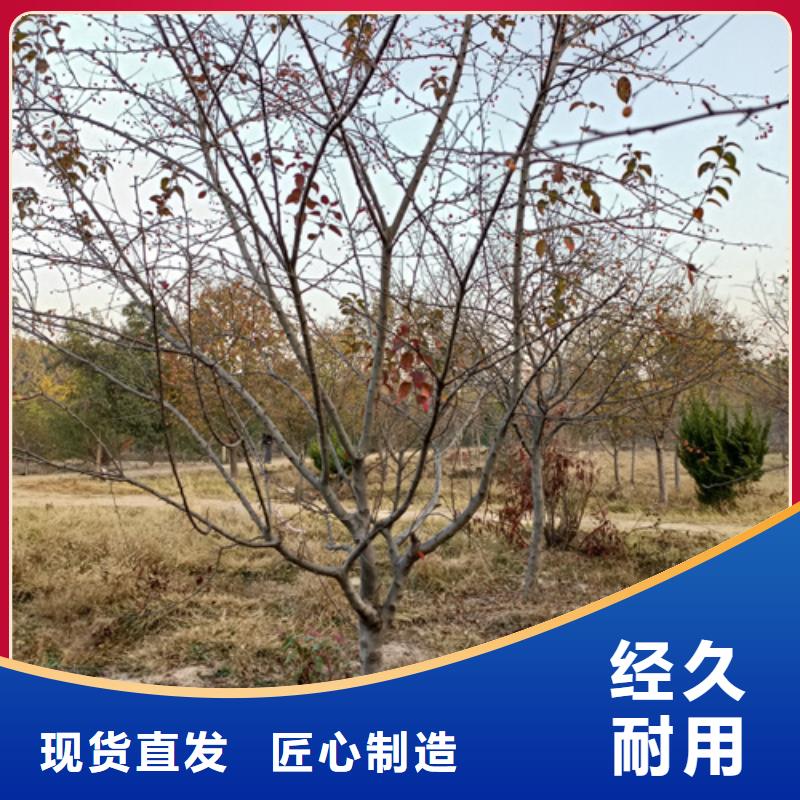 速生法桐基地绿化乔木