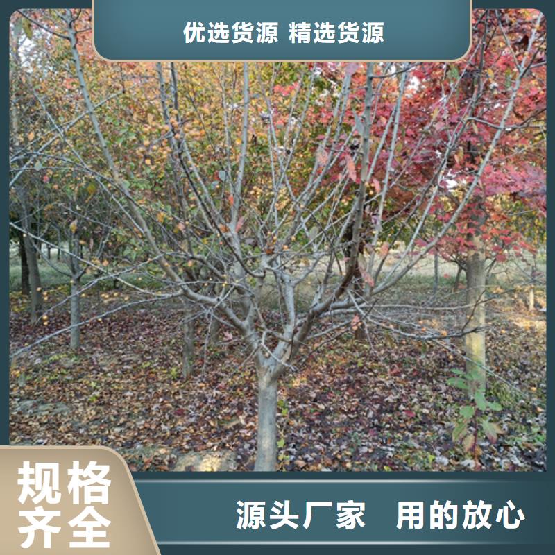 法桐价格放心购买绿化苗木