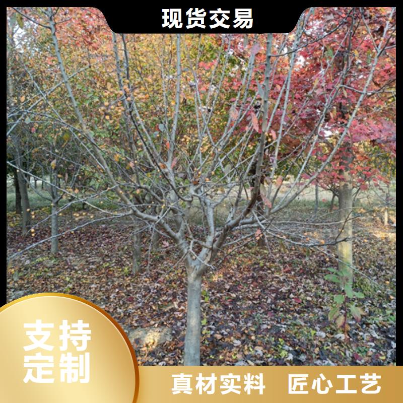 优质法桐小苗的公司