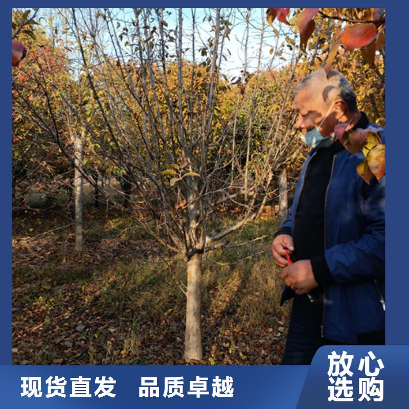 法桐货比三家再购买