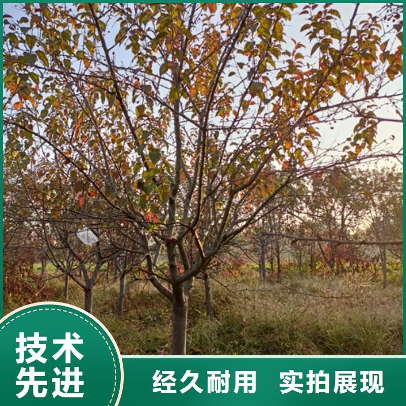 生产法桐基地的公司