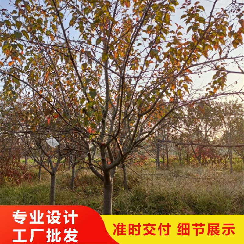 法桐小苗质量放心绿化乔木