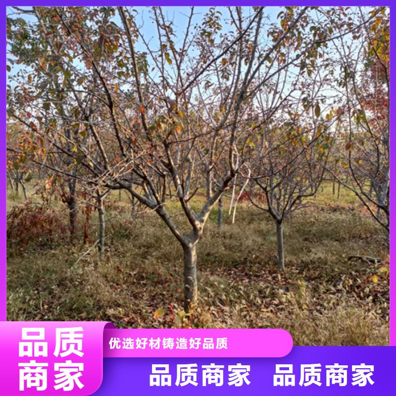 法桐价格货源充足绿化苗木
