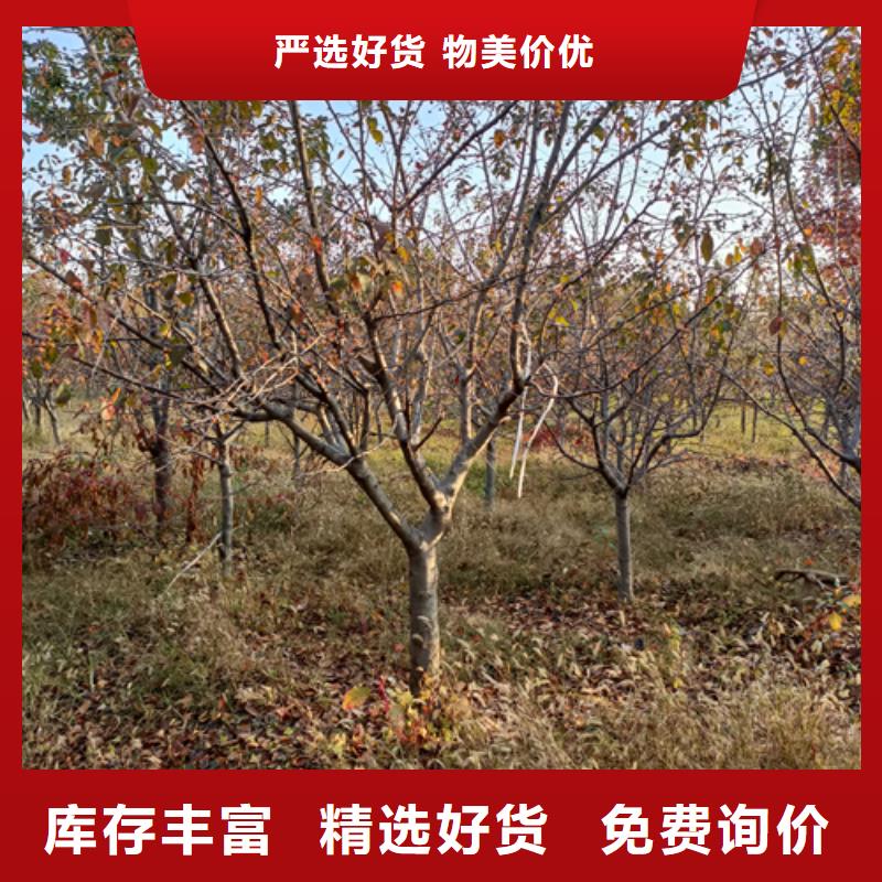 法桐小苗制造
