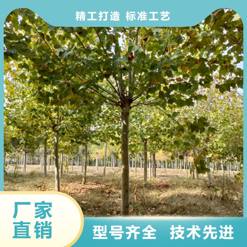 法桐价格货源充足绿化苗木