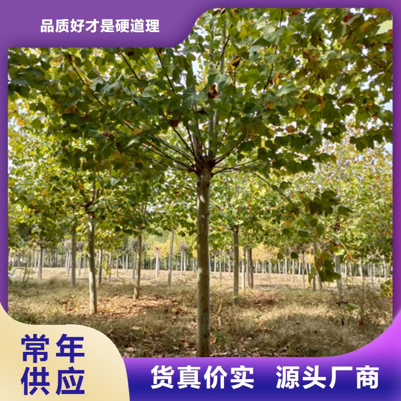法桐小苗定做厂家