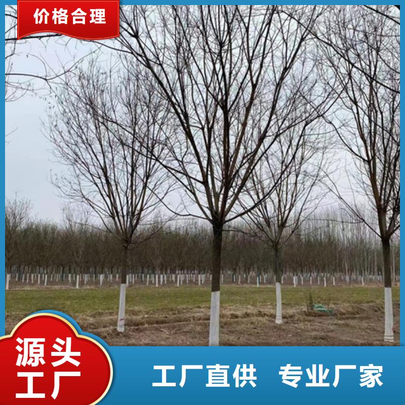 法桐小苗畅销全国绿化乔木