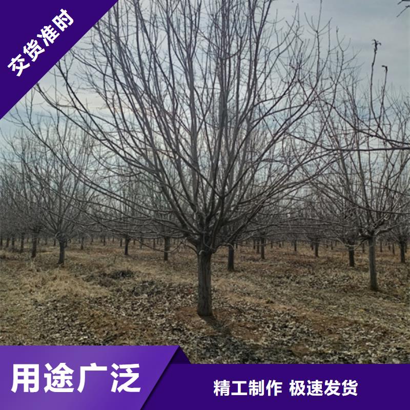 法桐秋紫白蜡客户信赖的厂家