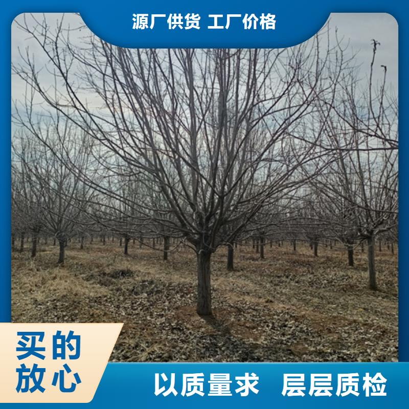 优质的速生法桐全国统一价