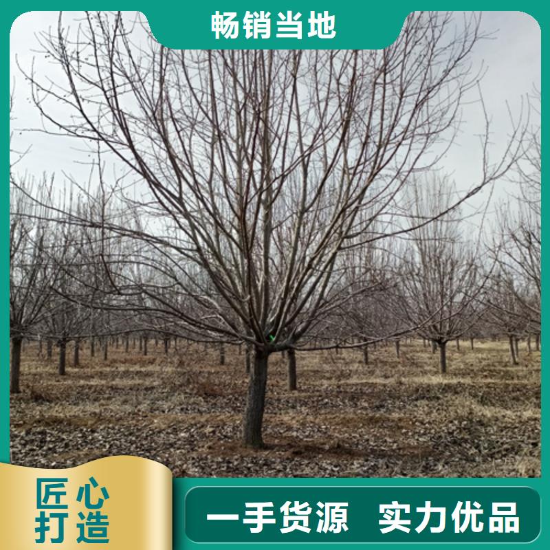 速生法桐量大从优绿化苗木