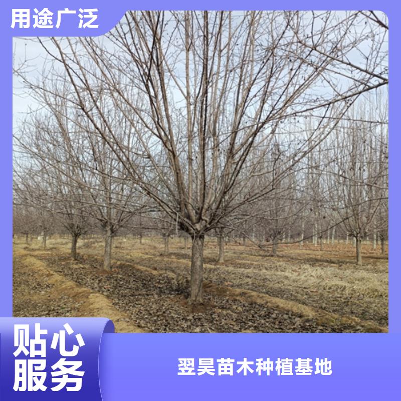 速生法桐优选品牌