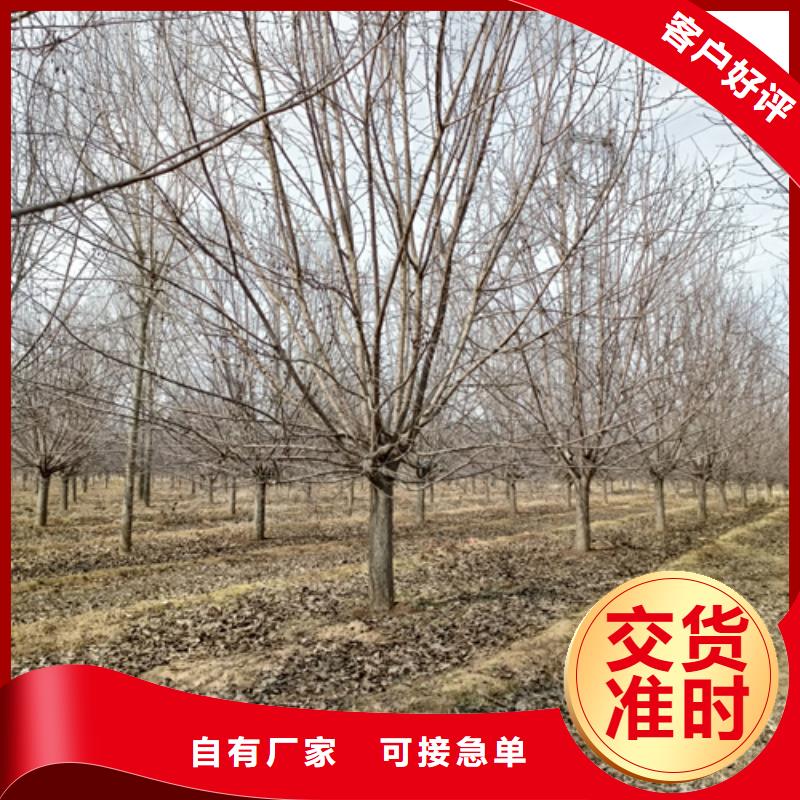 造型法桐免费寄样
