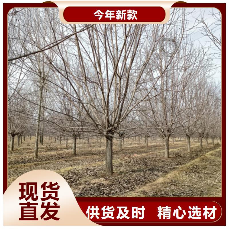 造型法桐厂家优选